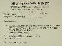 多年臥孔菌屬藏品圖，第2張