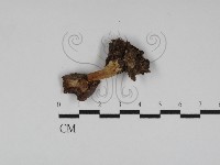 紅菇屬藏品圖，第1張