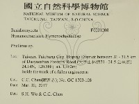 木層孔菌屬藏品圖，第2張