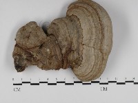 多年臥孔菌屬藏品圖，第1張