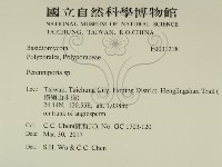 多年臥孔菌屬藏品圖，第2張