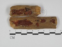 多年臥孔菌屬藏品圖，第1張