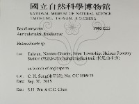 刺皮菌屬藏品圖，第2張