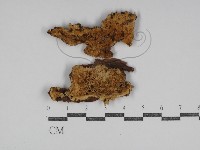 登錄號:F0031225藏品圖，第1張