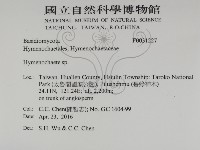 刺革菌屬藏品圖，第2張