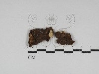刺革菌屬藏品圖，第1張