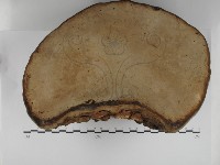 登錄號:F0031232藏品圖，第3張