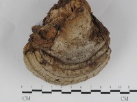 登錄號:F0031233藏品圖，第1張