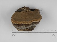 登錄號:F0031235藏品圖，第1張