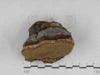 登錄號:F0031235藏品圖，第3張