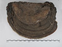 松生擬層孔菌藏品圖，第1張