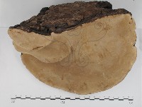 松生擬層孔菌藏品圖，第3張