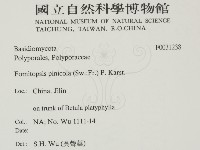 松生擬層孔菌藏品圖，第2張