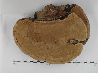 松生擬層孔菌藏品圖，第3張