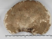 登錄號:F0031239藏品圖，第1張