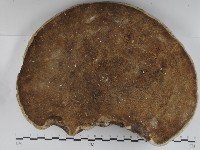 登錄號:F0031239藏品圖，第3張