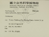 木層孔菌屬藏品圖，第2張