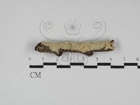 登錄號:F0031243藏品圖，第1張