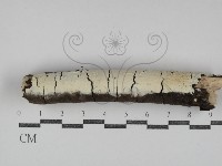 登錄號:F0031248藏品圖，第1張