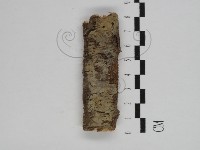 剛毛絲皮菌藏品圖，第1張