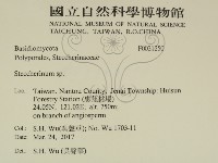 齒耳菌屬藏品圖，第2張