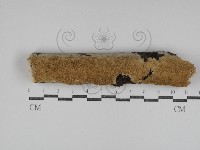 齒耳菌屬藏品圖，第1張