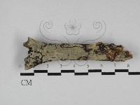 登錄號:F0031251藏品圖，第1張