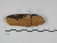 登錄號:F0031252藏品圖，第1張