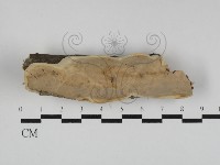 登錄號:F0031258藏品圖，第1張
