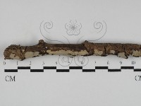 筍殼菌屬藏品圖，第1張