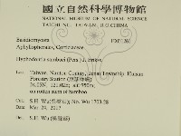 冇骨消絲齒菌藏品圖，第2張