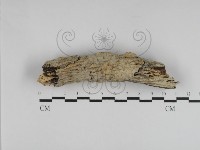 登錄號:F0031262藏品圖，第1張