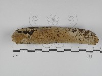 顯絲菌屬藏品圖，第1張
