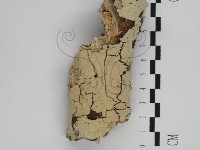 剛毛絲皮菌藏品圖，第1張