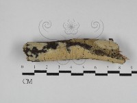 登錄號:F0031266藏品圖，第1張