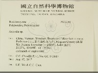 冇骨消絲齒菌藏品圖，第2張