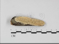 冇骨消絲齒菌藏品圖，第1張