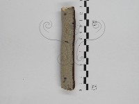 刺皮菌屬藏品圖，第1張