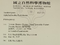 擬射脈菌屬藏品圖，第2張