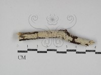 擬射脈菌屬藏品圖，第3張