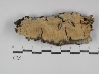 登錄號:F0031281藏品圖，第1張