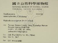剛毛絲皮菌藏品圖，第2張