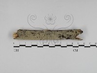 登錄號:F0031284藏品圖，第1張