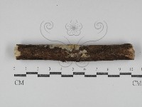 登錄號:F0031285藏品圖，第1張