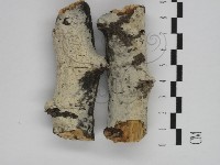 剛毛絲皮菌藏品圖，第1張