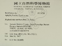 冇骨消絲齒菌藏品圖，第2張