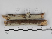 登錄號:F0031291藏品圖，第1張