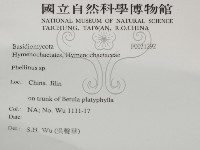 木層孔菌屬藏品圖，第2張