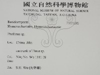 木層孔菌屬藏品圖，第2張