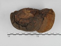 木層孔菌屬藏品圖，第3張